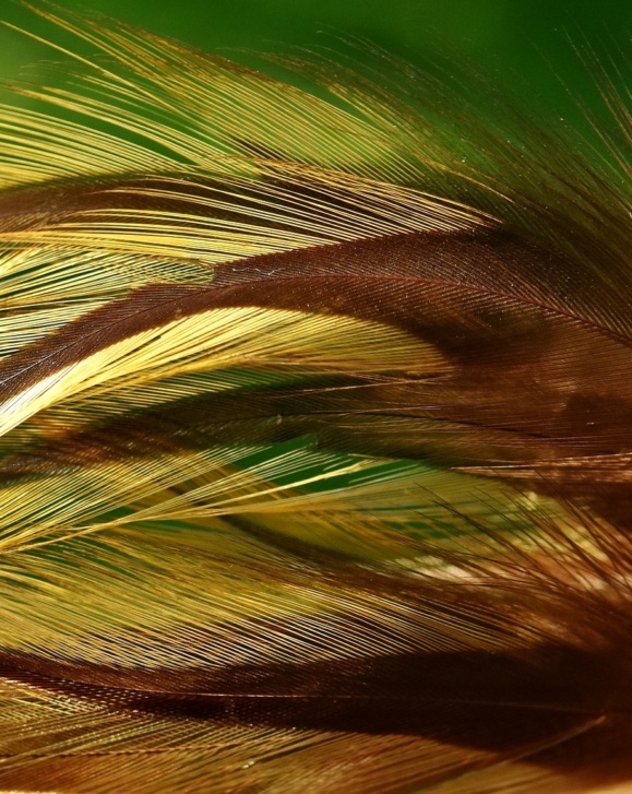 feathers-g99644c78d_1920