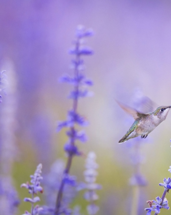 hummingbird-1851489__480